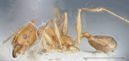 Pheidole bambusarum - FOCOL0250-2