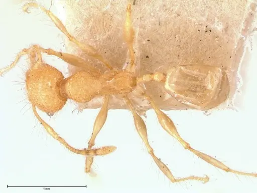 Pheidole bambusarum - FOCOL0692