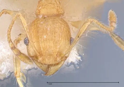 Pheidole bambusarum - FOCOL0692