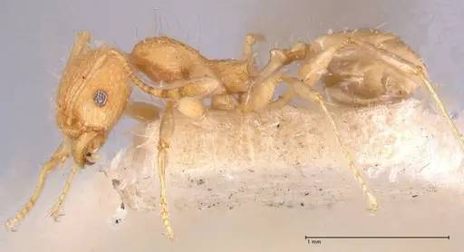 Pheidole bambusarum - FOCOL0692