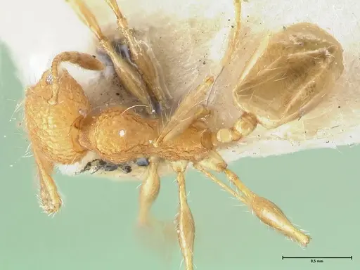 Pheidole bambusarum - FOCOL1562