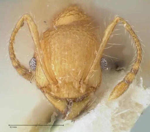 Pheidole bambusarum - FOCOL1562