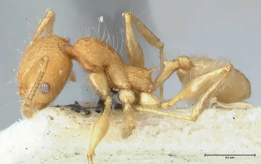 Pheidole bambusarum - FOCOL1562