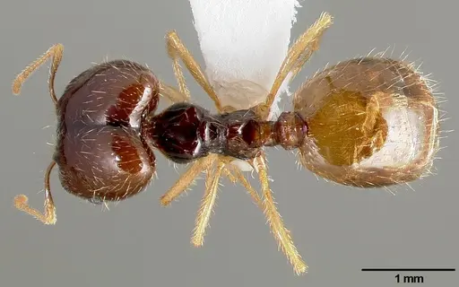 Pheidole barbata specimen