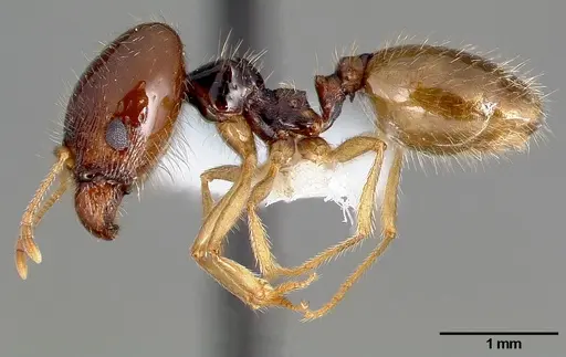 Pheidole barbata specimen