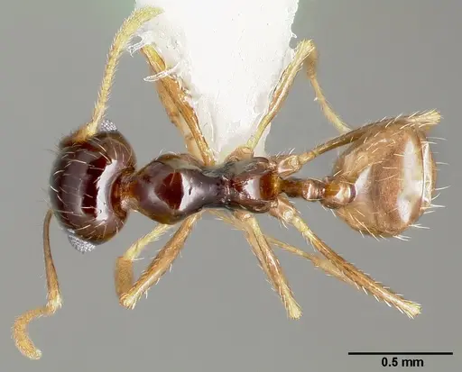 Pheidole barbata - CASENT0005748