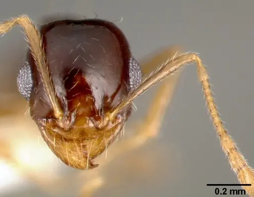 Pheidole barbata - CASENT0005748
