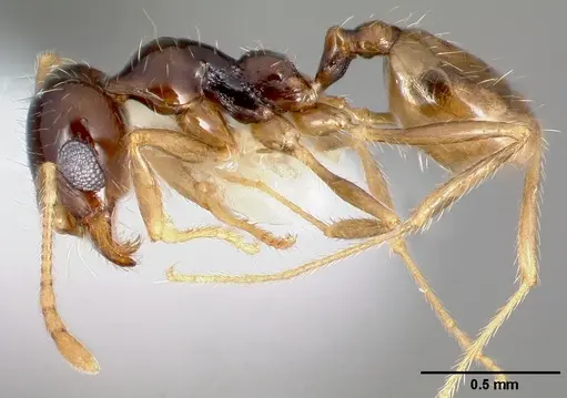 Pheidole barbata - CASENT0005748