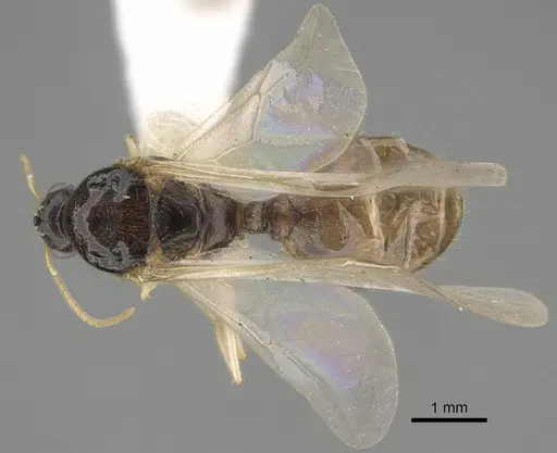Pheidole barbata - CASENT0862453