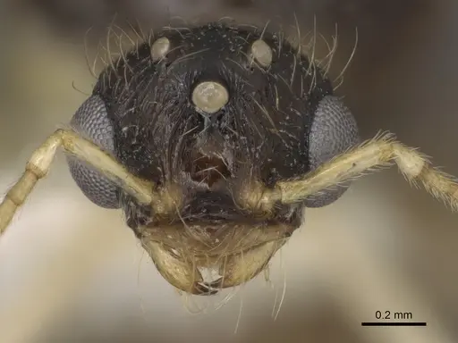 Pheidole barbata - CASENT0862453