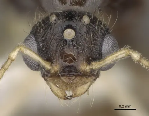 Pheidole barbata - CASENT0862453