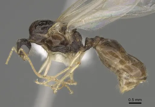 Pheidole barbata - CASENT0862453