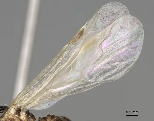 Pheidole barbata - CASENT0862453