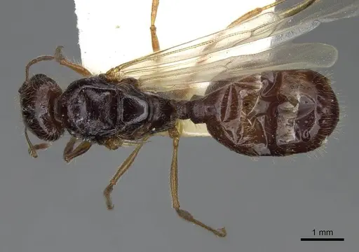Pheidole barbata - CASENT8368323