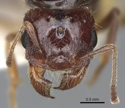 Pheidole barbata - CASENT8368323