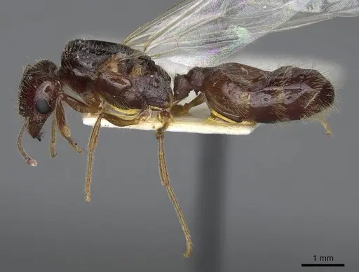 Pheidole barbata - CASENT8368323