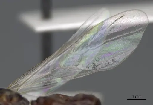 Pheidole barbata - CASENT8368323