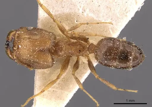 Pheidole barreleti specimen