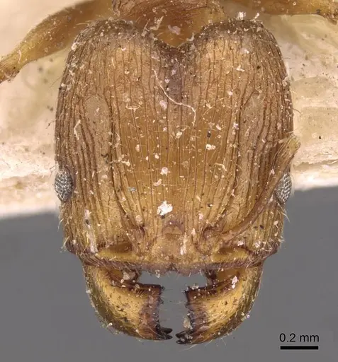 Pheidole barreleti specimen