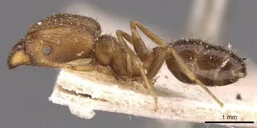 Pheidole barreleti specimen