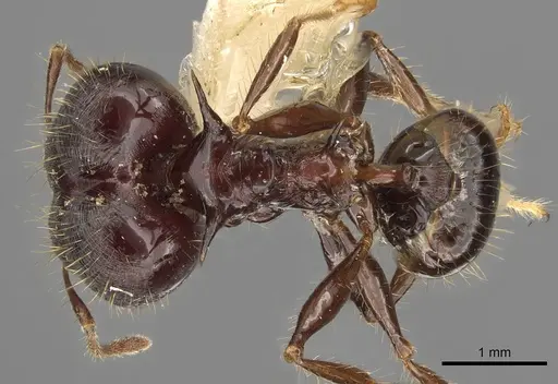 Pheidole barumtaun specimen