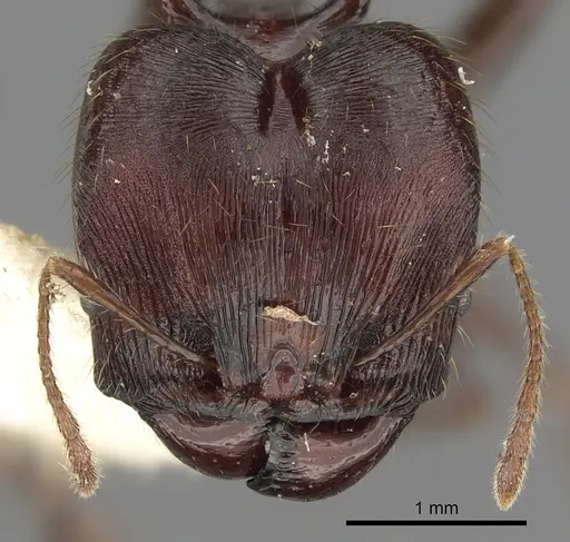 Pheidole barumtaun specimen
