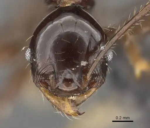 Pheidole barumtaun - CASENT0901332