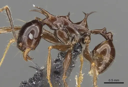 Pheidole barumtaun - CASENT0901332