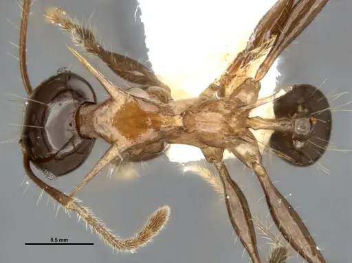 Pheidole barumtaun - LACMENT316356