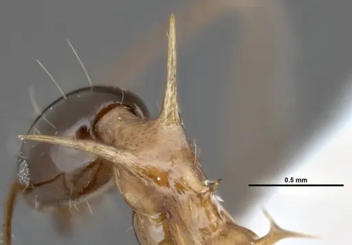 Pheidole barumtaun - LACMENT316356