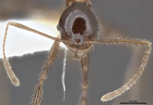 Pheidole barumtaun - LACMENT316356