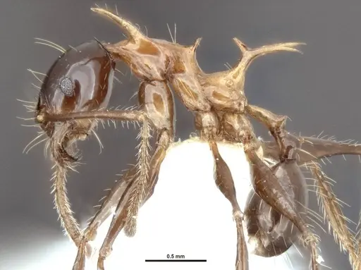 Pheidole barumtaun - LACMENT316356