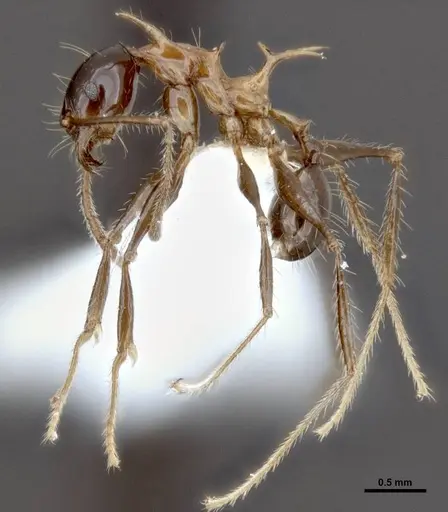Pheidole barumtaun - LACMENT316356