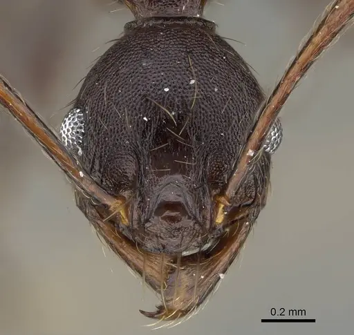 Pheidole batrachorum specimen