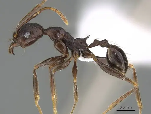 Pheidole batrachorum specimen