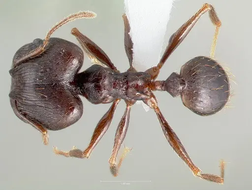 Pheidole batrachorum - CASENT0405366