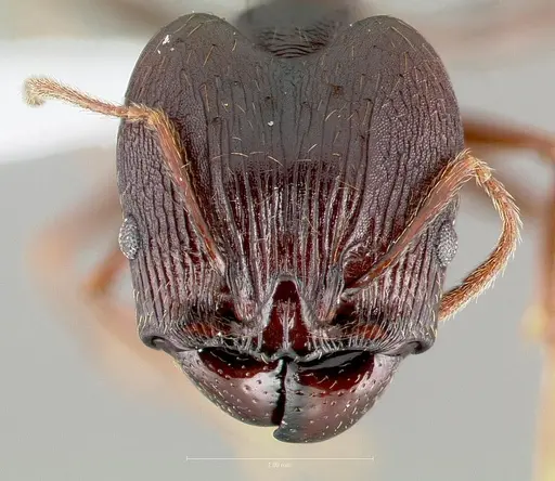 Pheidole batrachorum - CASENT0405366