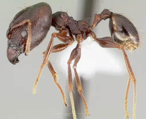 Pheidole batrachorum - CASENT0405366
