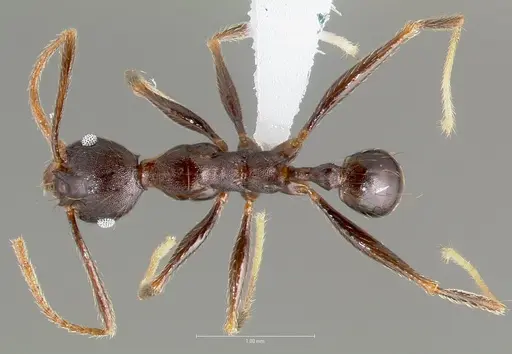 Pheidole batrachorum - CASENT0405368