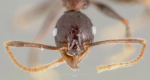 Pheidole batrachorum - CASENT0405368