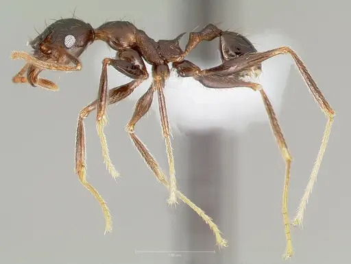 Pheidole batrachorum - CASENT0405368