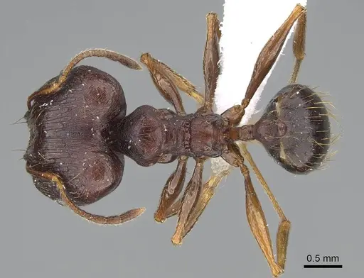 Pheidole batrachorum - CASENT0415367