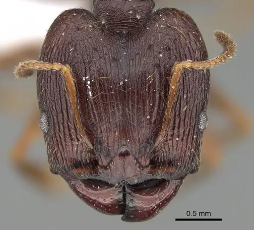 Pheidole batrachorum - CASENT0415367