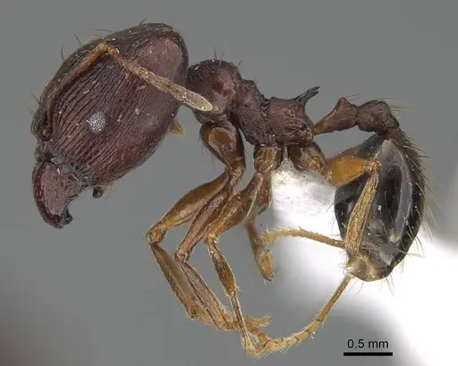 Pheidole batrachorum - CASENT0415367