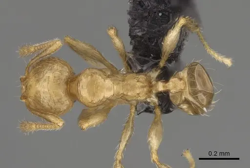 Pheidole beanka specimen