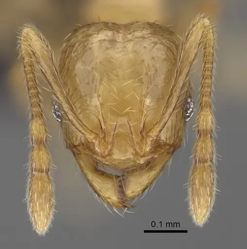 Pheidole beanka specimen