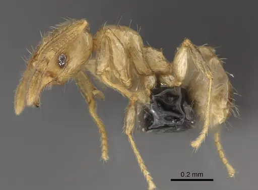 Pheidole beanka specimen