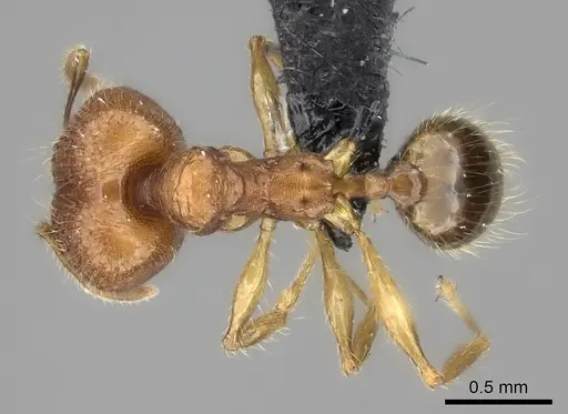 Pheidole befotaka specimen