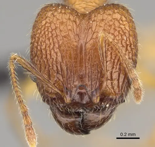 Pheidole befotaka specimen