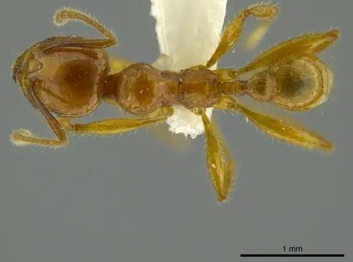 Pheidole bellatrix specimen